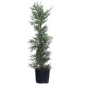 Leyland Cypress Trees M47191