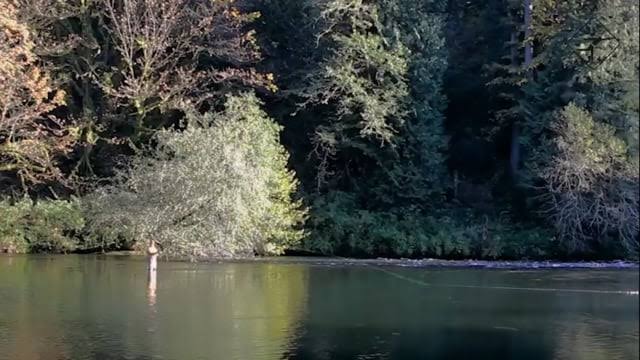 Echo SR Fly Rod N206
