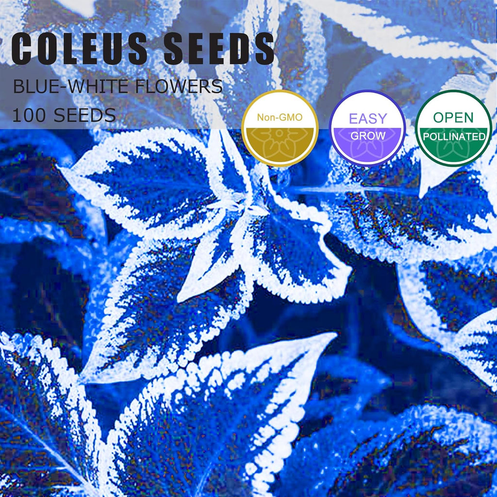 30pcs Rare Non-GMO Coleus Seeds B5536