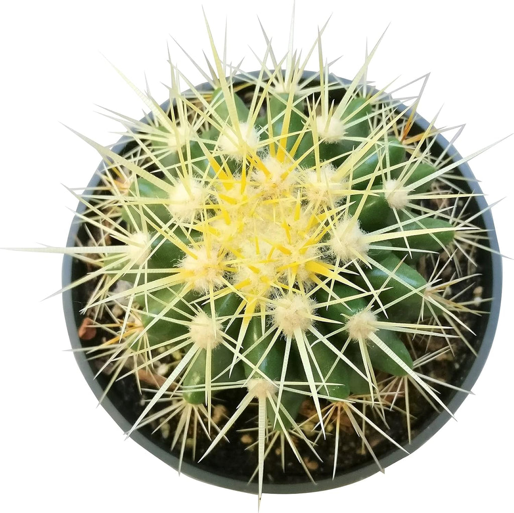 2 inch Succulent Plants L35201