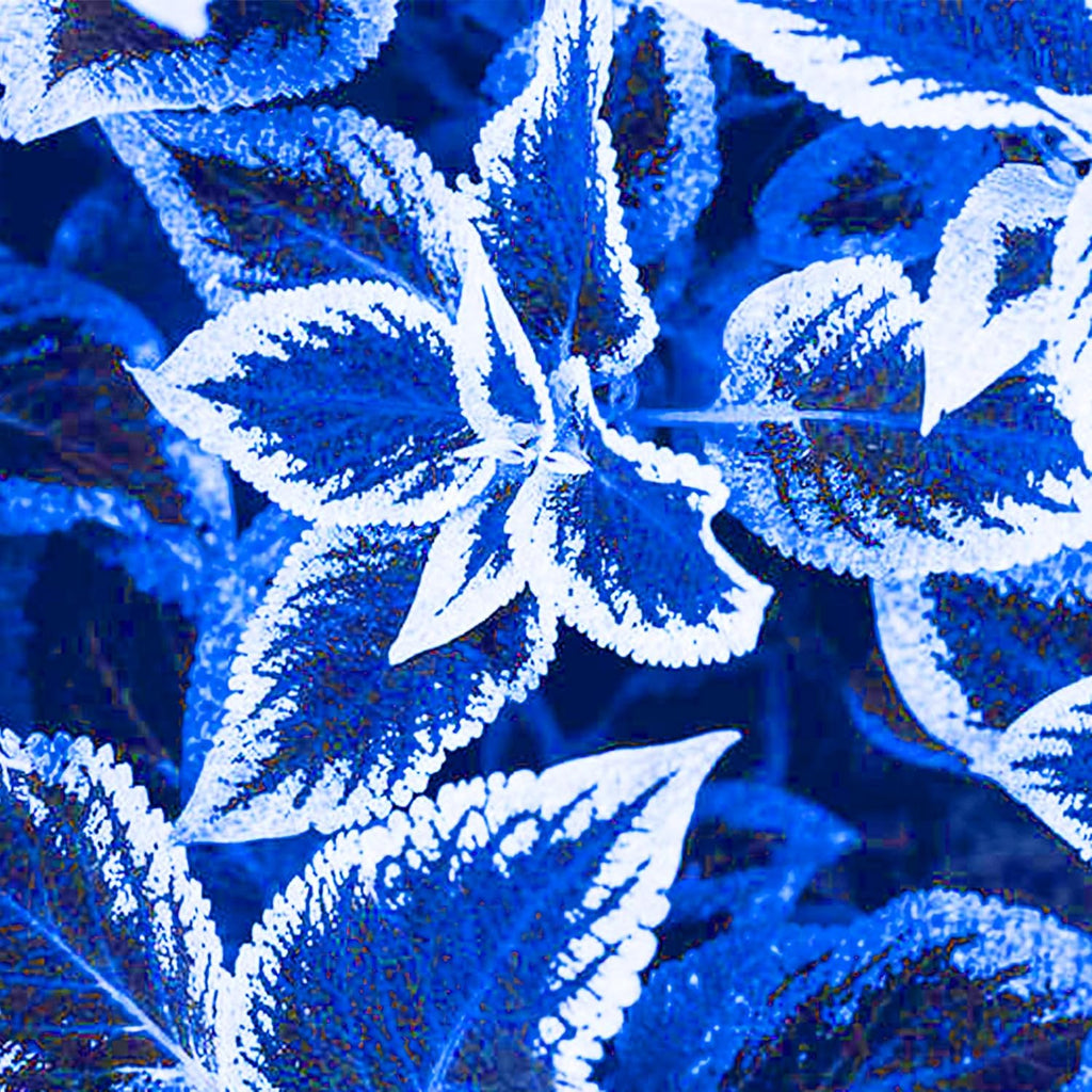 30pcs Rare Non-GMO Coleus Seeds B5536