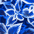 30pcs Rare Non-GMO Coleus Seeds B5536