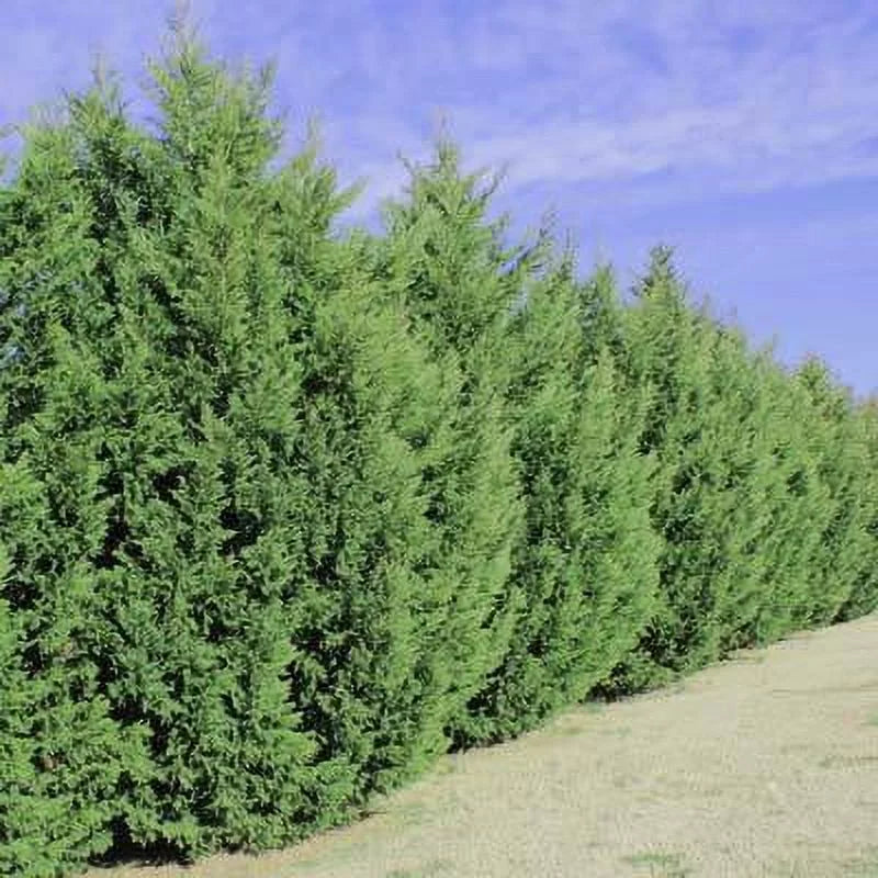 Leyland Cypress Trees M47191