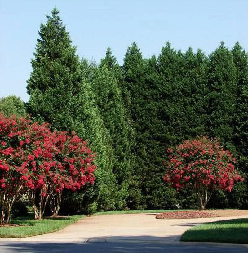 Leyland Cypress Trees M47191