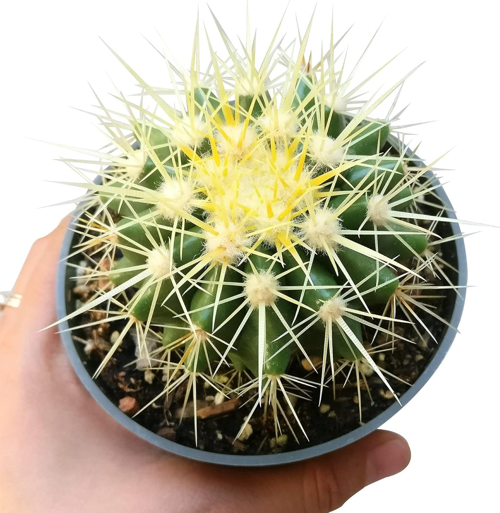 2 inch Succulent Plants L35201