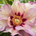 Set of 1 Yellow Peony Plant Root I356