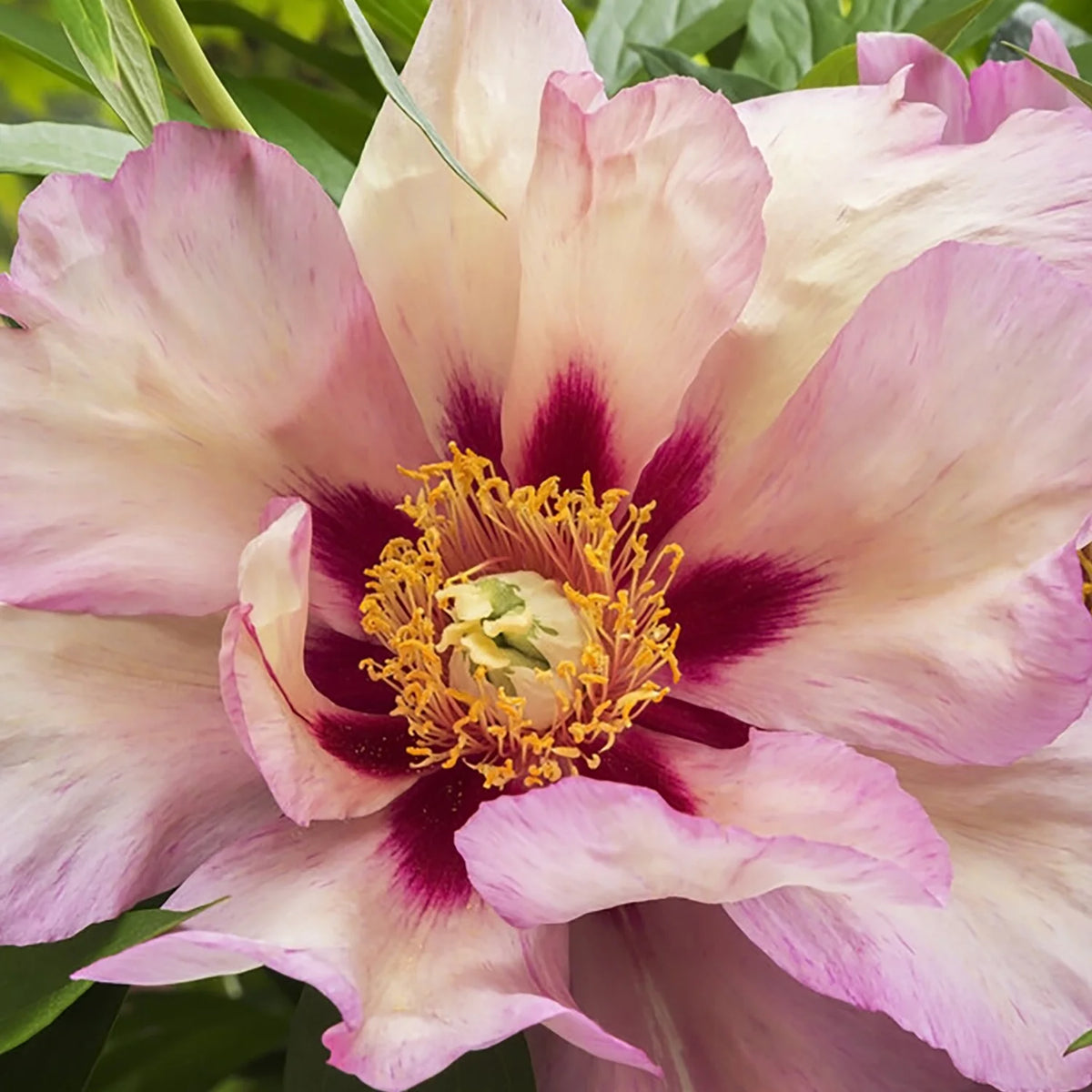 Set of 1 Yellow Peony Plant Root I356
