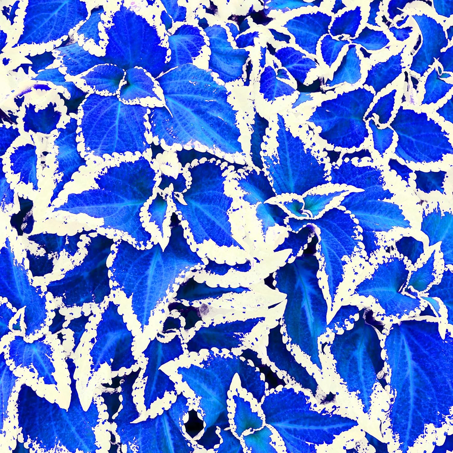30pcs Rare Non-GMO Coleus Seeds B5536