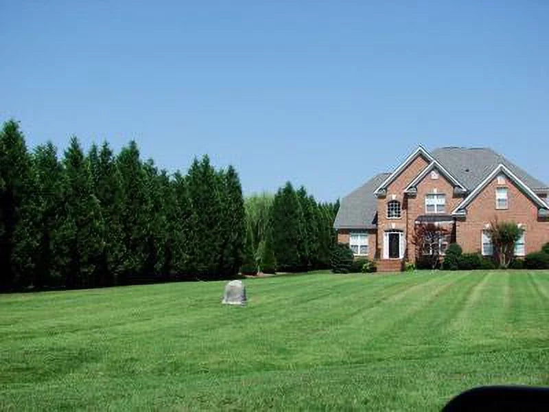 Leyland Cypress Trees M47191
