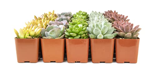 12PK Potted Succulent Plants X953008