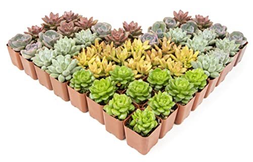 12PK Potted Succulent Plants X953008