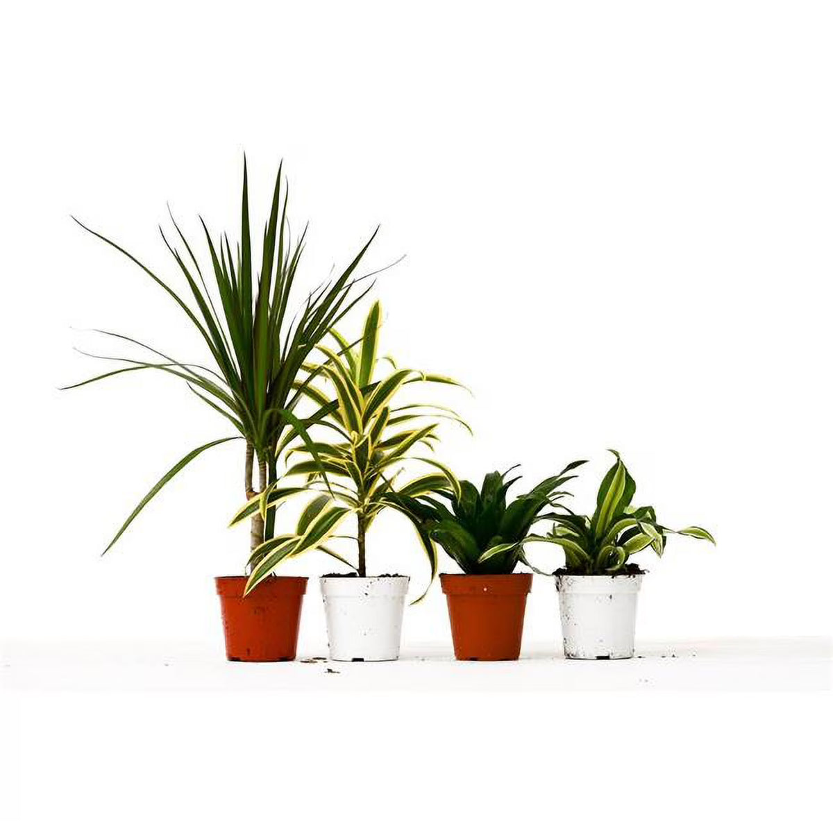4 in. Pot 4 Different Dracaenas Variety Pack Live House Plant F8649