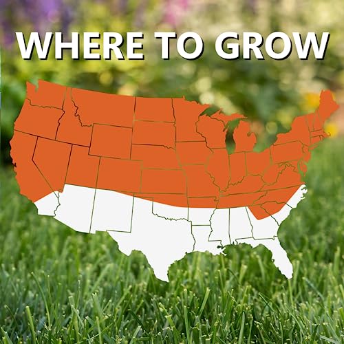 Black Beauty Fall Magic Grass Seed - Cool Season Lawn Seed (3 lb) Z84380