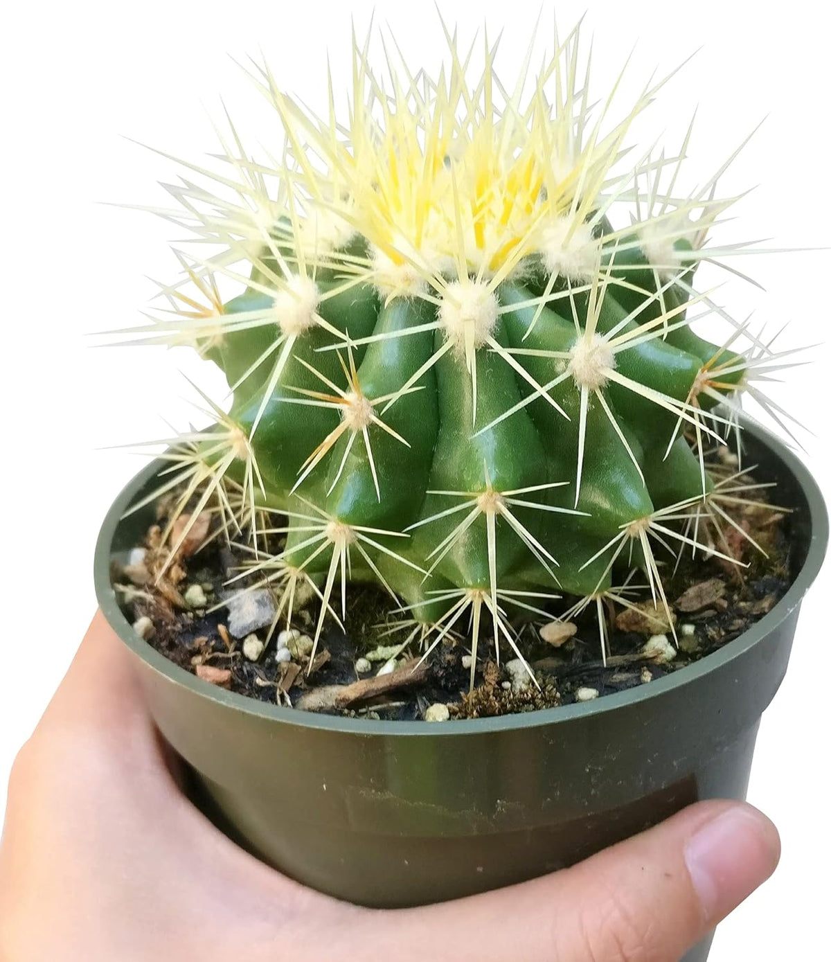2 inch Succulent Plants L35201