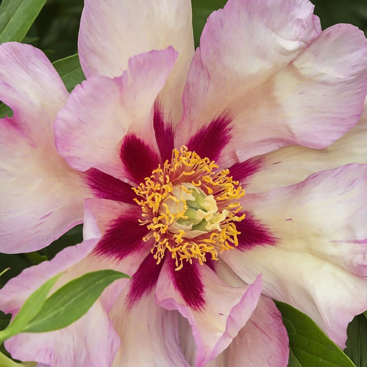 Set of 1 Yellow Peony Plant Root I356