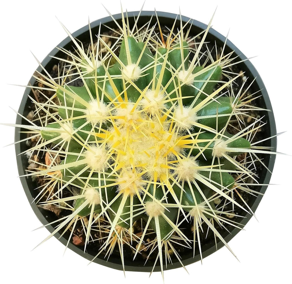 2 inch Succulent Plants L35201