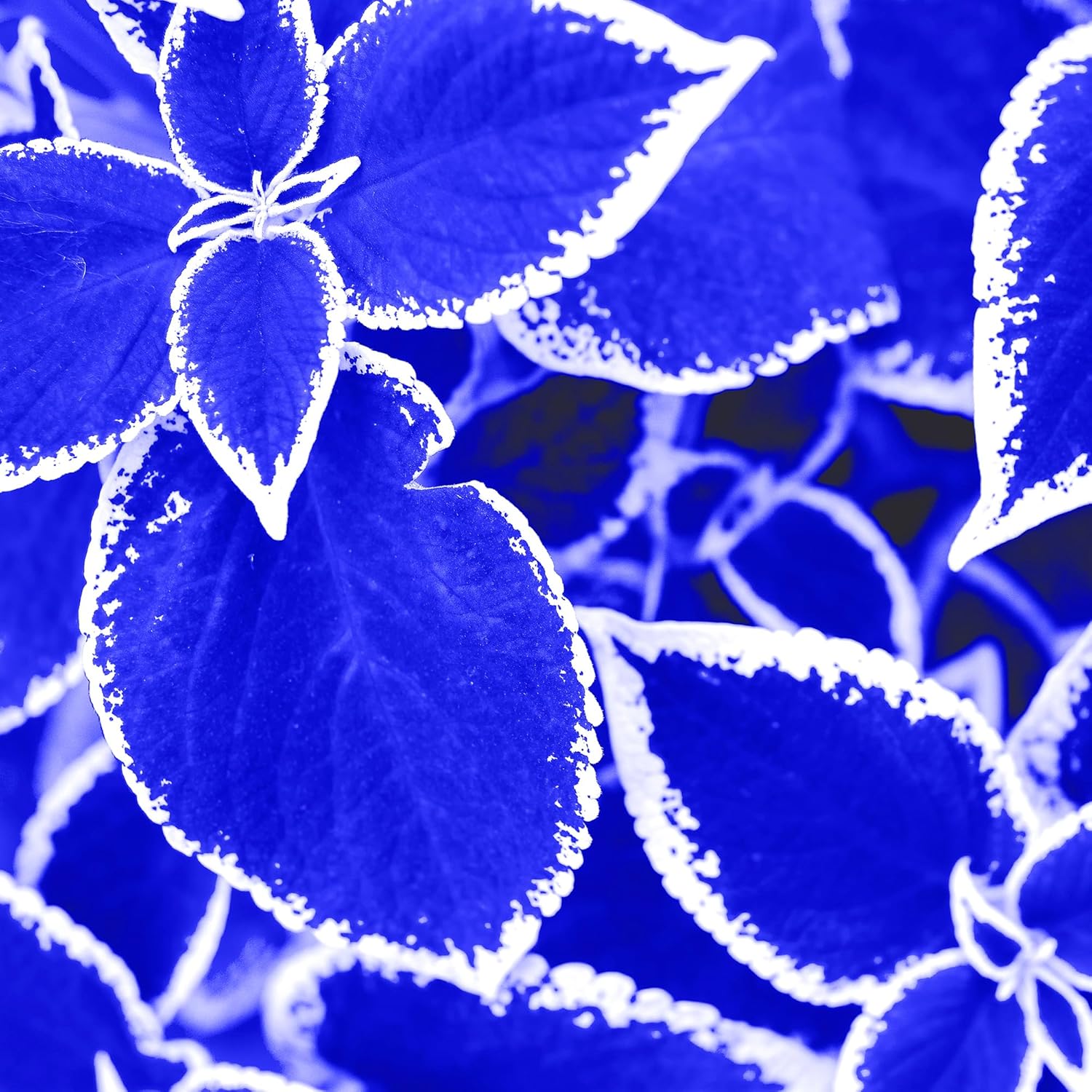 30pcs Rare Non-GMO Coleus Seeds B5536