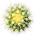 2 inch Succulent Plants L35201