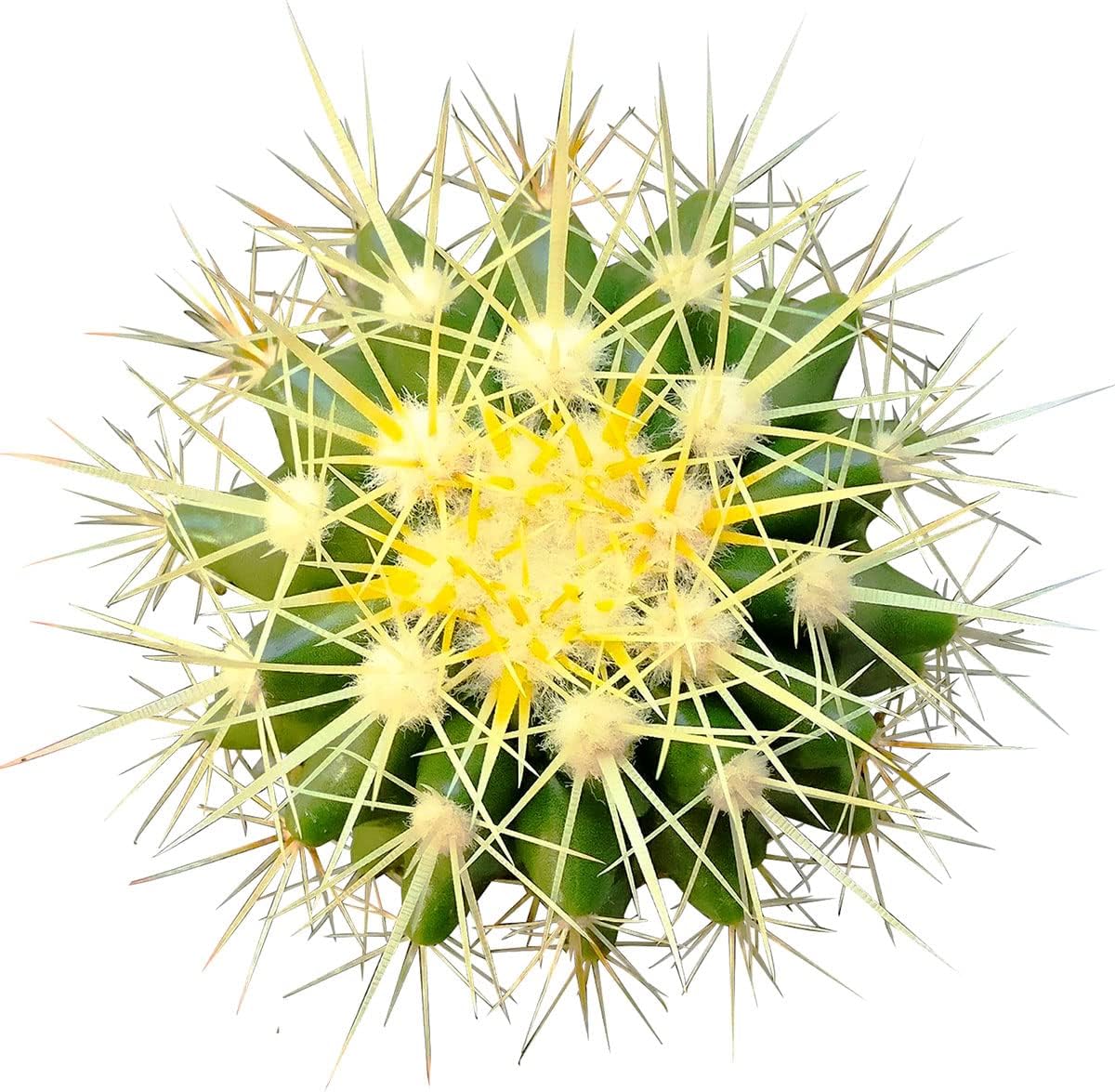 2 inch Succulent Plants L35201