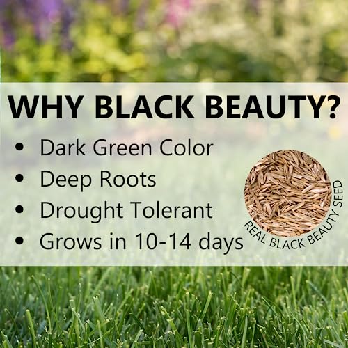 Black Beauty Fall Magic Grass Seed - Cool Season Lawn Seed (3 lb) Z84380