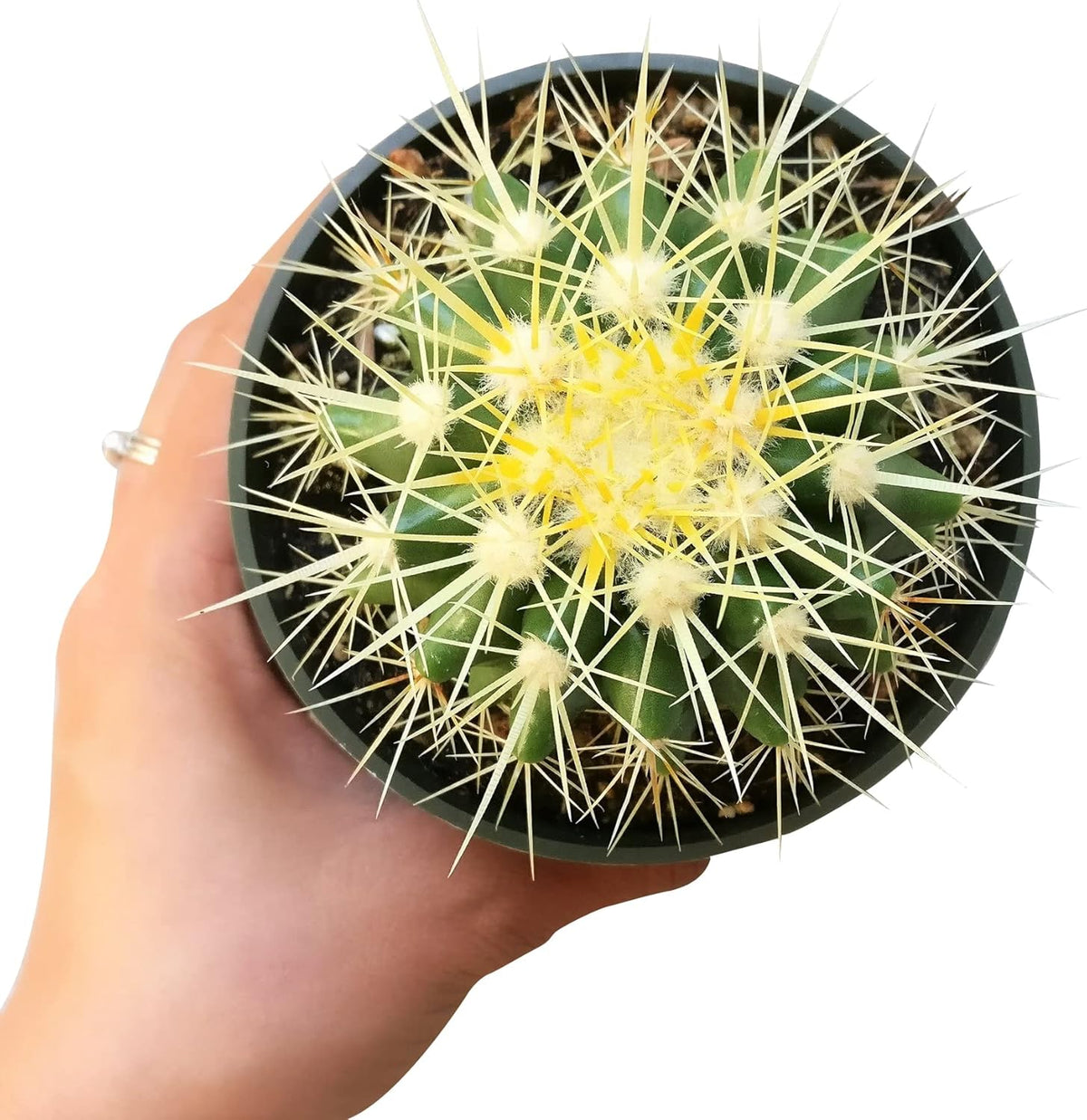2 inch Succulent Plants L35201