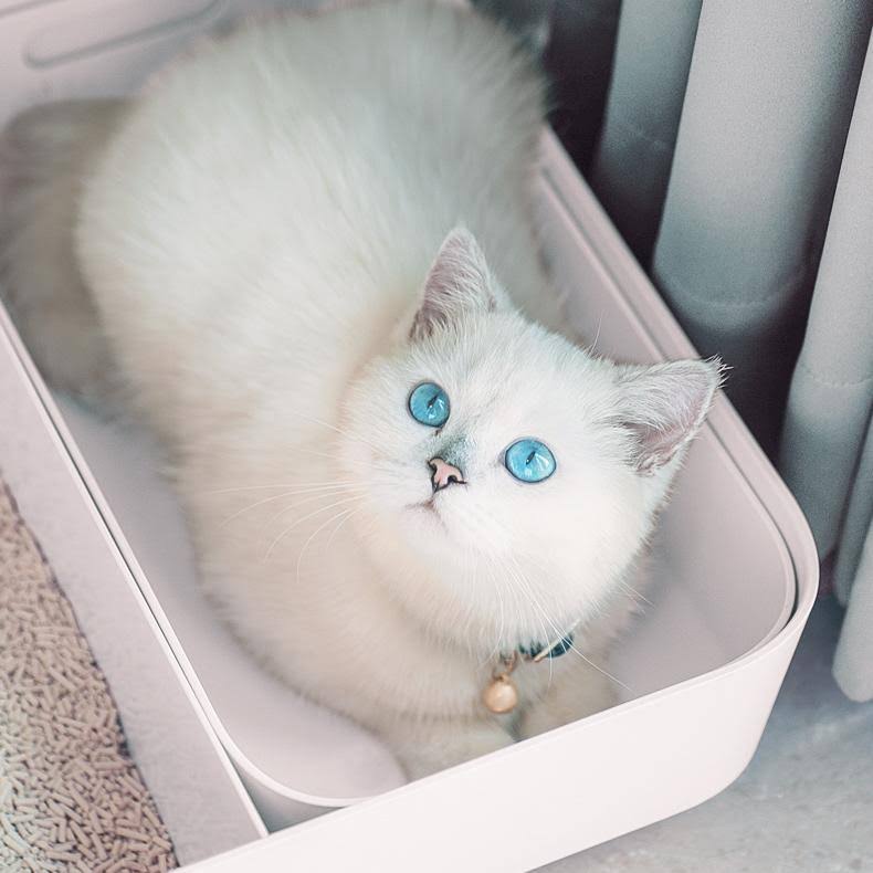 Cloud White Enclosed Cat Litter Box U480719